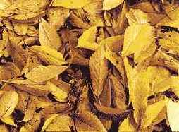 Теплая гармония