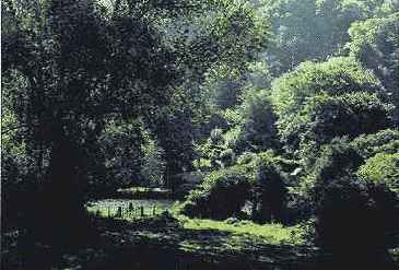 Усиление гармонии за счет светофильтра