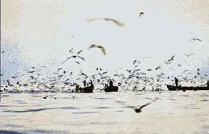 «Мягкие» тона