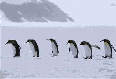 ��� �� ������ �������� ���������� 