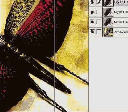 Photoshop � Illustrator ������� � �������������� �����