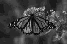 �������������� � �������������� �����������.