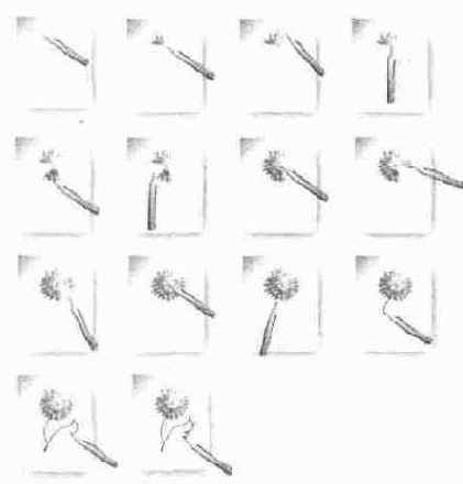 Кадры анимации