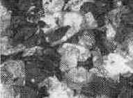 �������� ����������� Linnrif ��