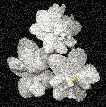 ������ ��������������������� �����