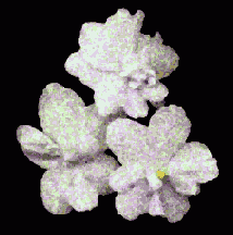 ���� ������� ��������� � ������ ����������� ����� �����