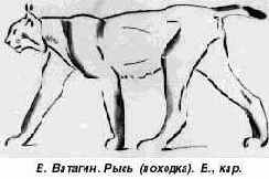 в набросках страусов, стремительных, размашистых,