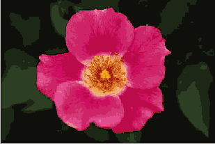 ���� ����� ������ �����������