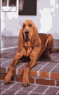 �������� ��������