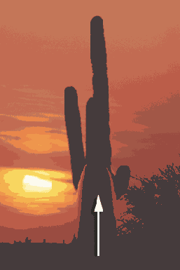 ���������� ����������� � ������� ������� Liquify