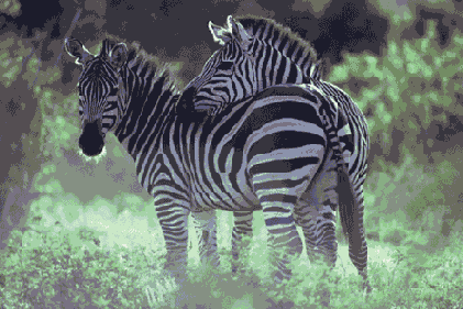 �������������� ����� ������