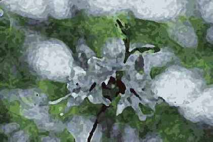 ������� ������� Artistic