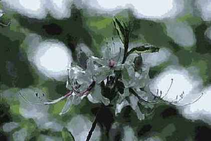 ������� ������� Artistic