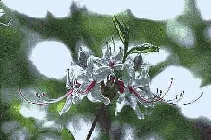 ������� ������� Artistic