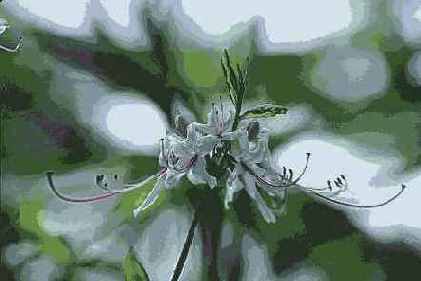 ������� ������� Distort