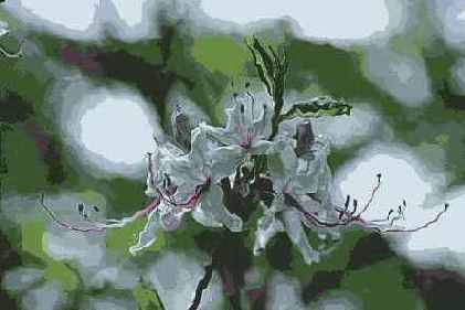 ������� ������� Distort