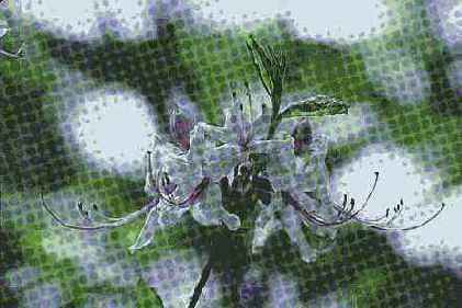 ������� ������� Pixelate