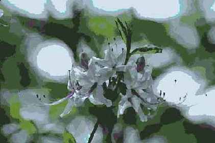 ������� ������� Pixelate