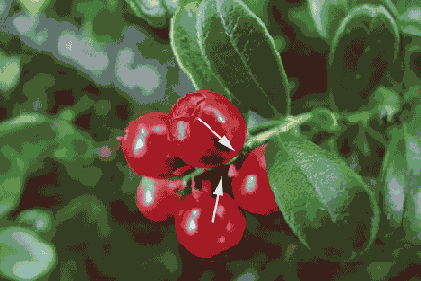 ����������� Dodge � Burn