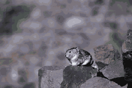 �������������� ������� � ������ �������