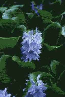 ������������� ����������� Art History Brush