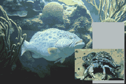 �� ��������� Photoshop � LiveMotion