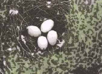 ����������� �������, � ������� ����������� ������