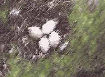 ����������� �������, � ������� ����������� ������