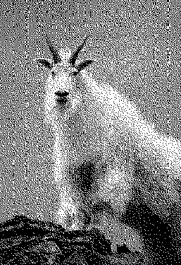 ������ �����������