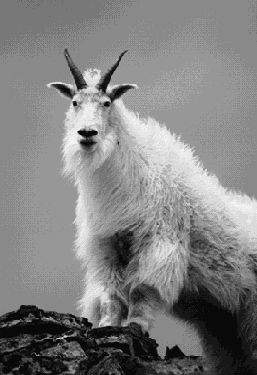 ������ �����������