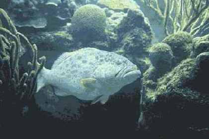 ���������� ����������������� ���� � ��������