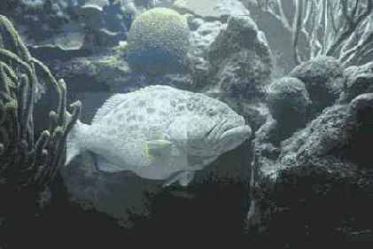 ���������� ����������������� ���� � ��������