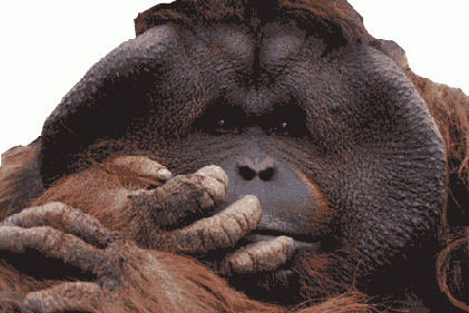 ���������� ������� ������������ ����������� � ������