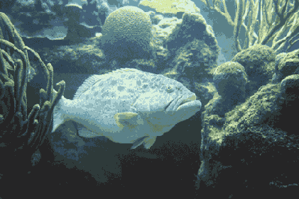 �������� ����� ����