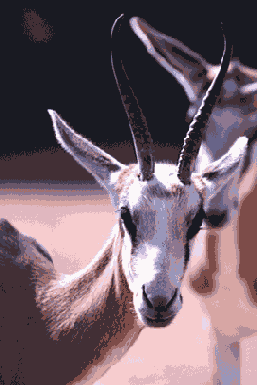 �������� �������