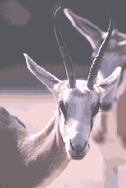 �������� �������