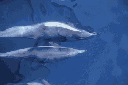 ������� ������������� �������������� �����