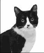 �������� ������ Photoshop