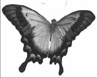 ��� ���������� ����������������� ������ ��� 