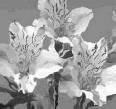 ������� ����������