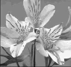 ������� ����������