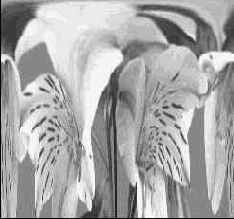 ������� ����������