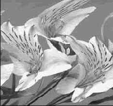 ������� ����������