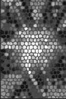 ������� �������� �������