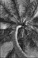 ������� �������� �������