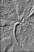 ������� �������� �������