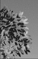 ��������� �������