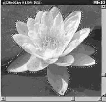 ����������� ������ ����� (Lasso)