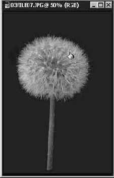 ���������� Paint Bucket (�������)