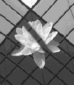 ������ ����������� ������ (Sample Merged)